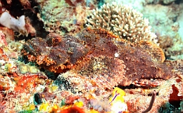 Sipadan_2015_Poisson scorpion a guenilles_Scorpaenopsis venosa_IMG_3143_rc